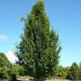 Pyrus calleryana 'Redspire'